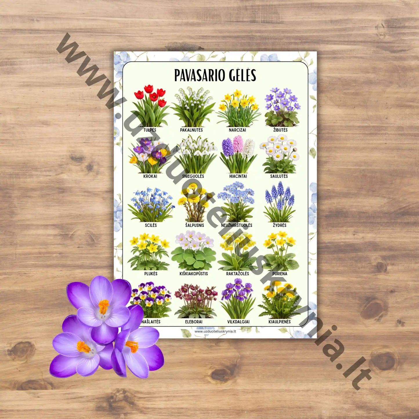 Mokomasis pirmųjų pavasario gėlių plakatas darželiui.