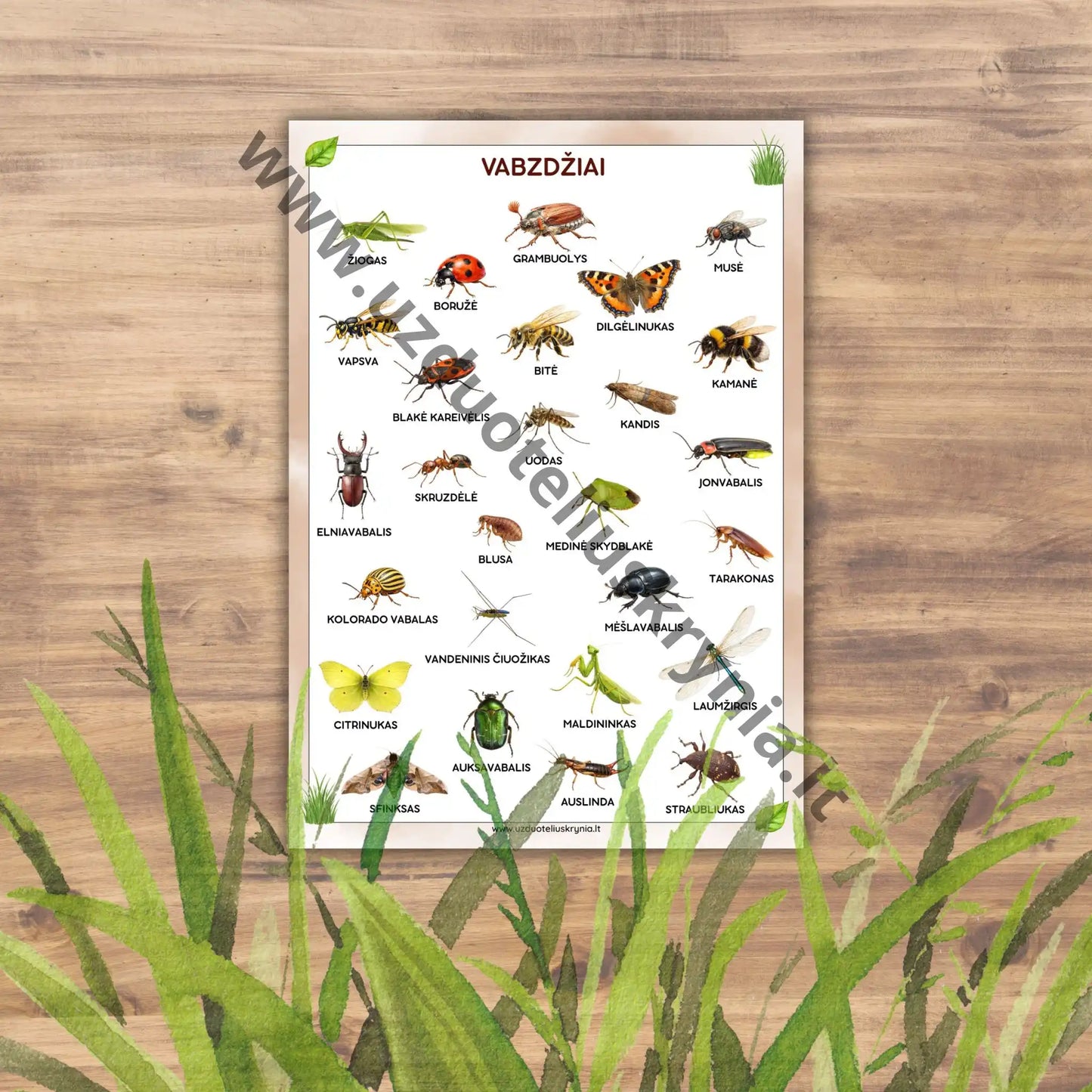Mokomasis vabzdžių plakatas.